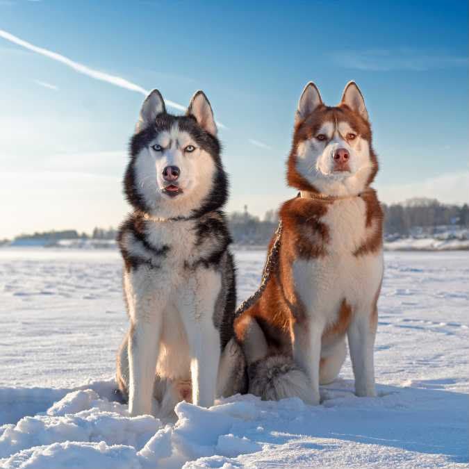 Siberian Husky angle 4